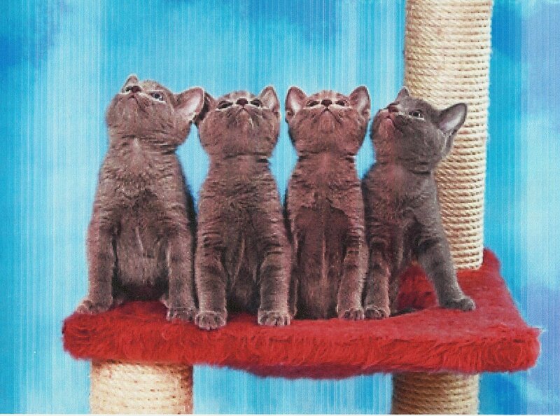 Four Gray Kittens — Curious