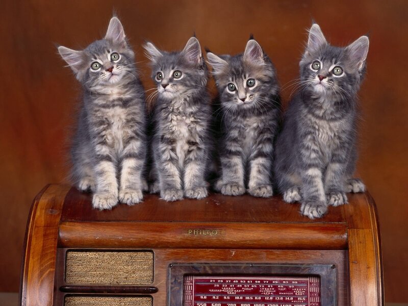 Four Gray Kittens — Innocent, Photograph