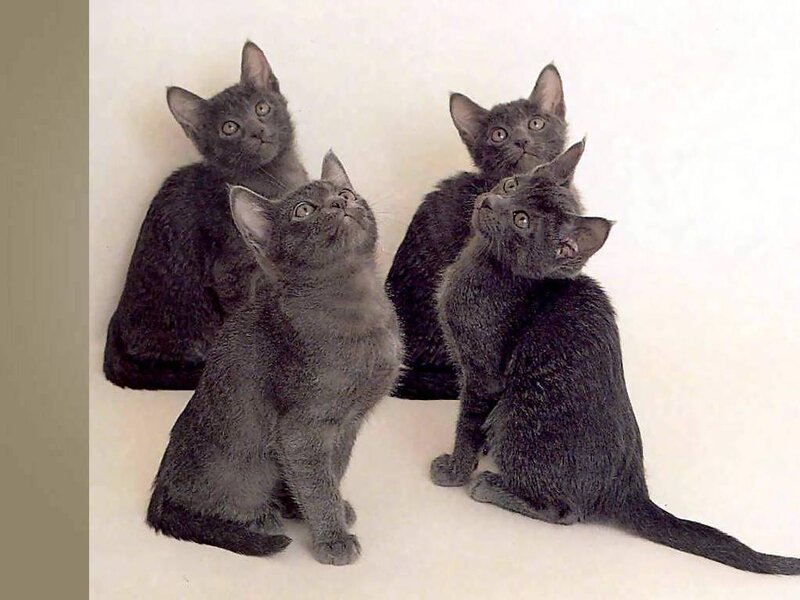 Four Gray Kittens