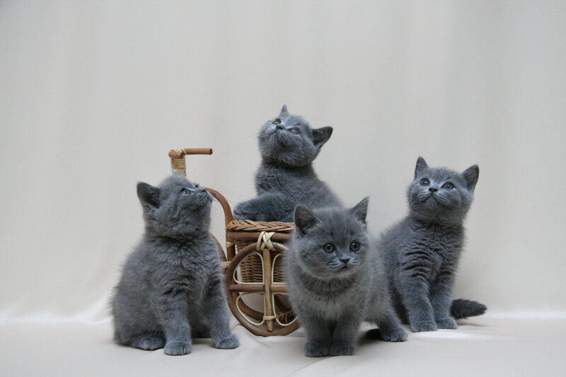 Four gray kittens with basket