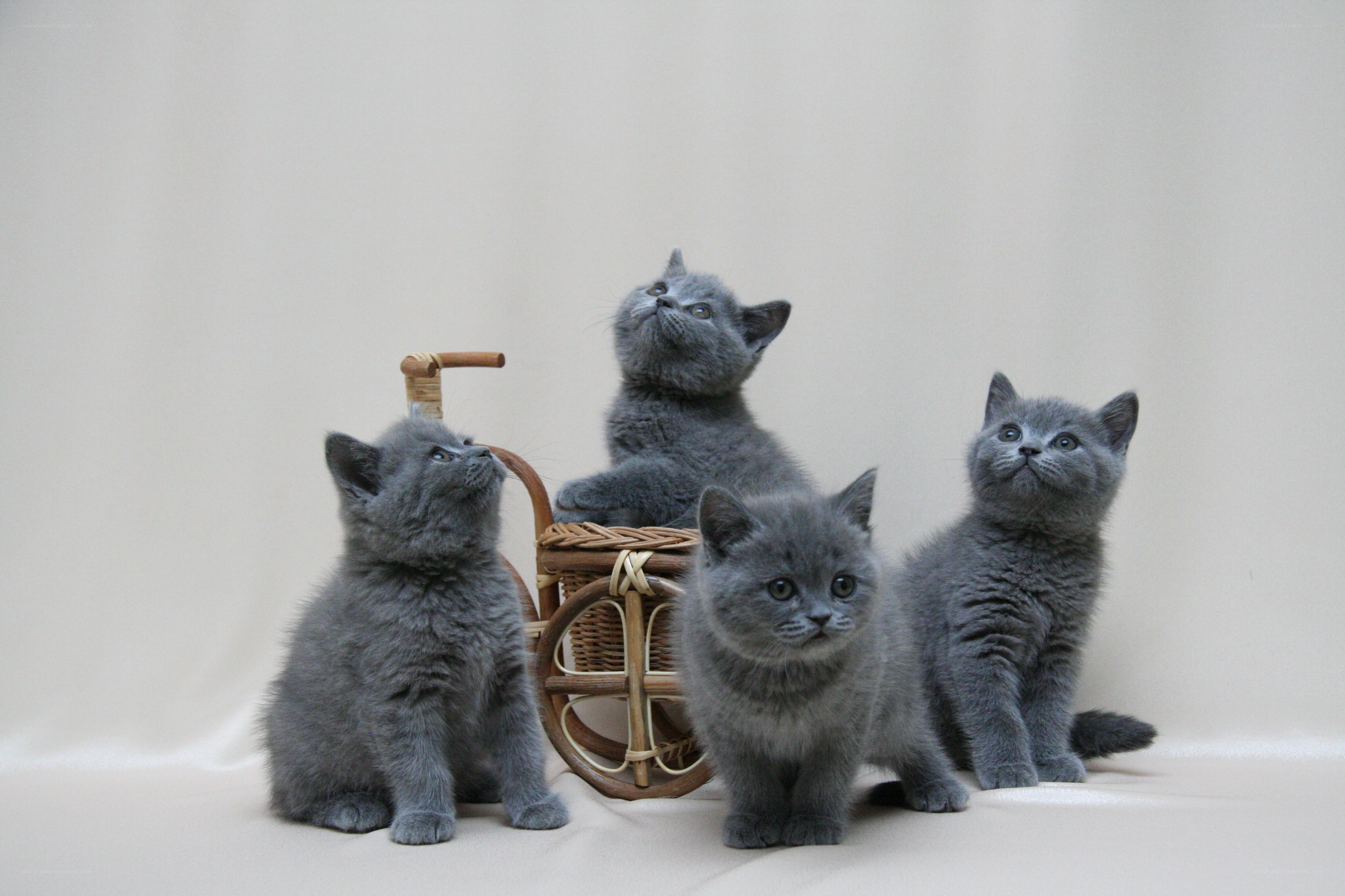 Four gray kittens with basket