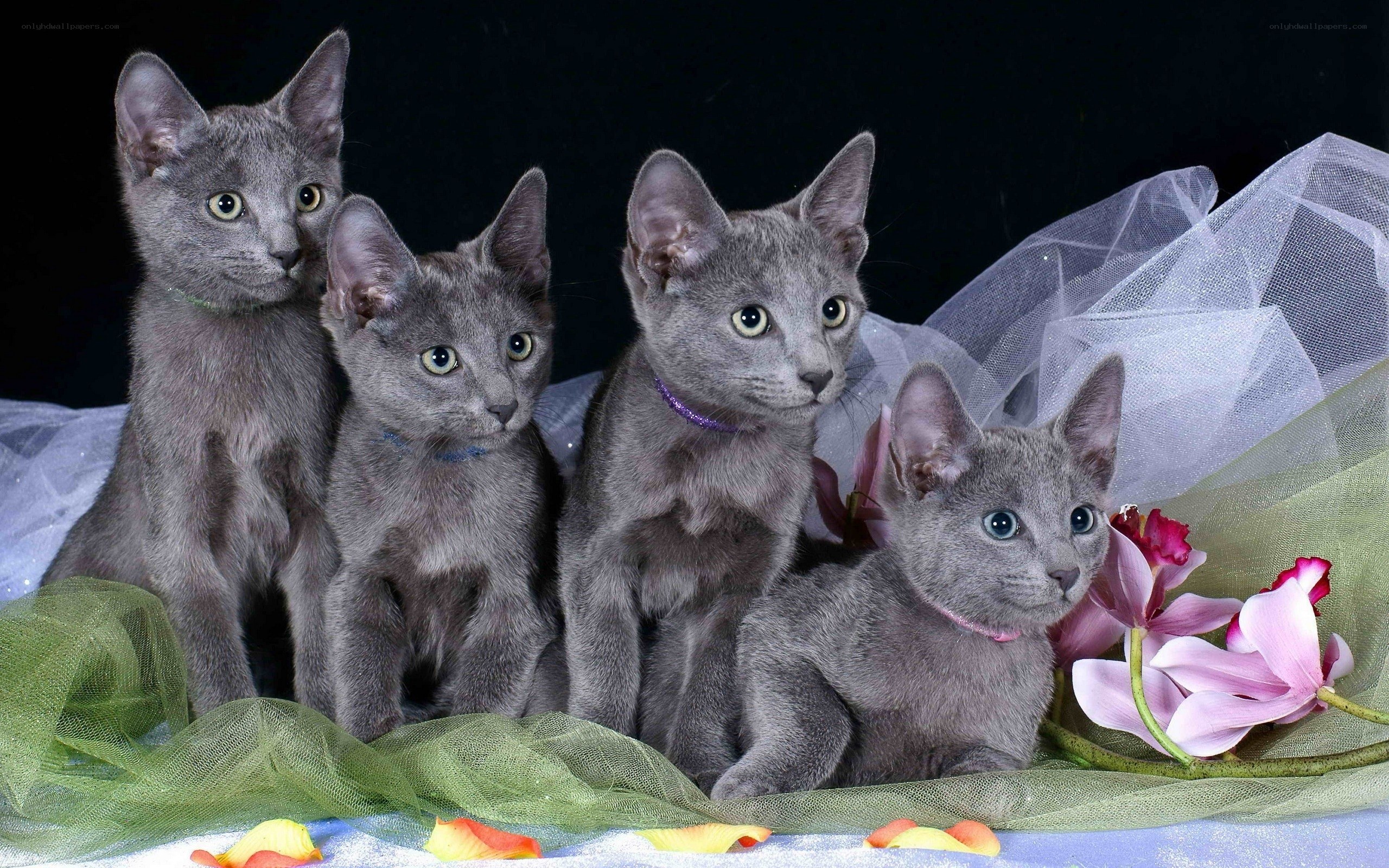 four gray kittens with flowers