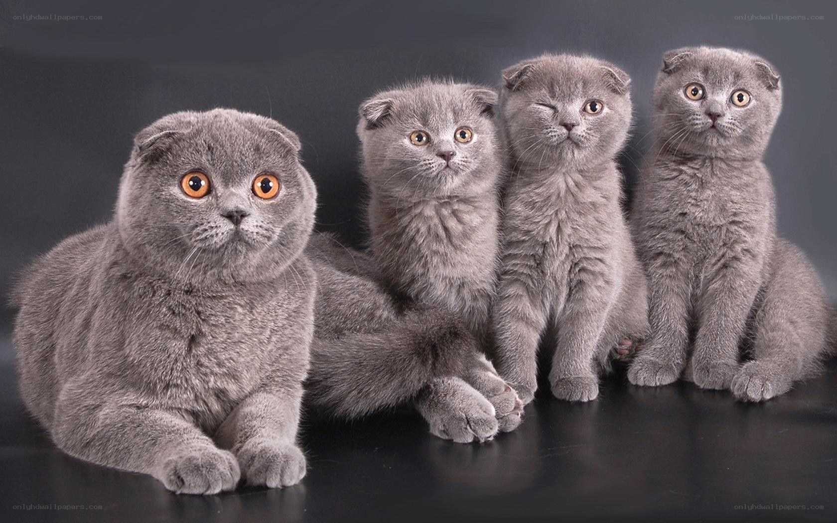 four gray scottish fold cats