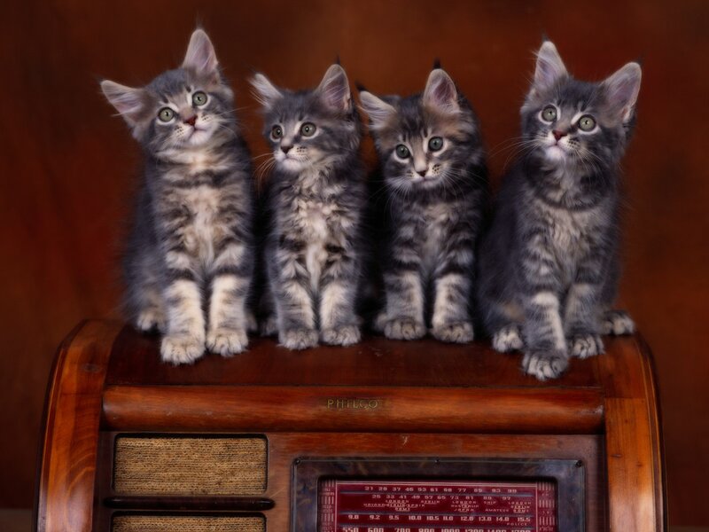 Four Gray Tabby Kittens — Innocent