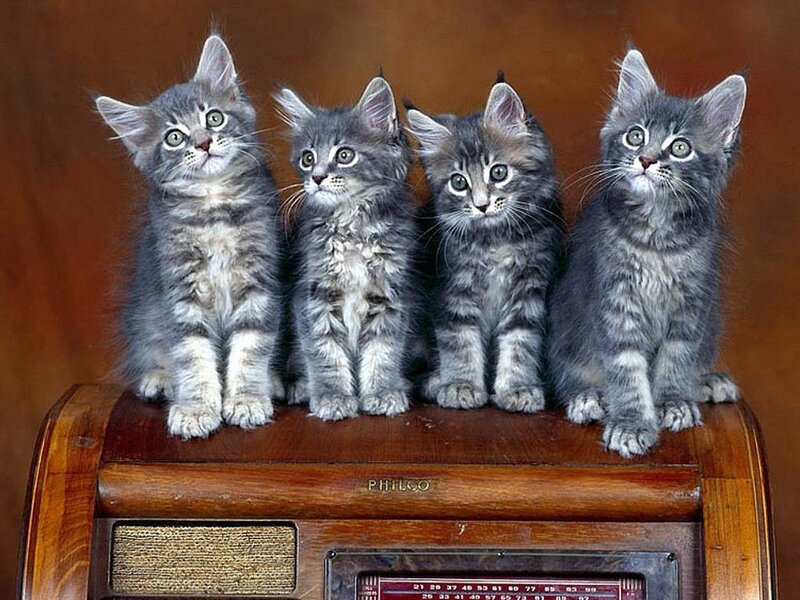 Four Gray Tabby Kittens
