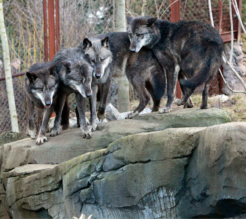 Four Gray Wolves on Rock