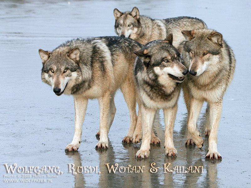 Four Gray Wolves