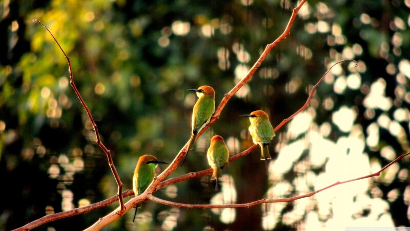 Four Green Birds on Branch