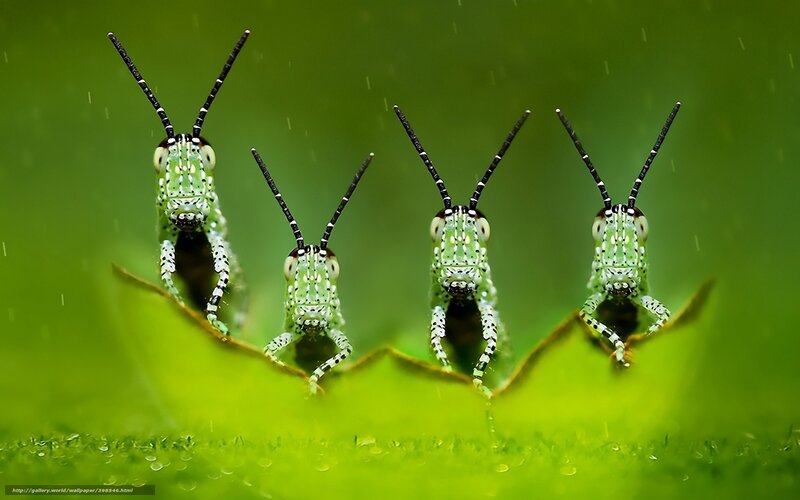 Four Green Grasshoppers — Calm, Photograph