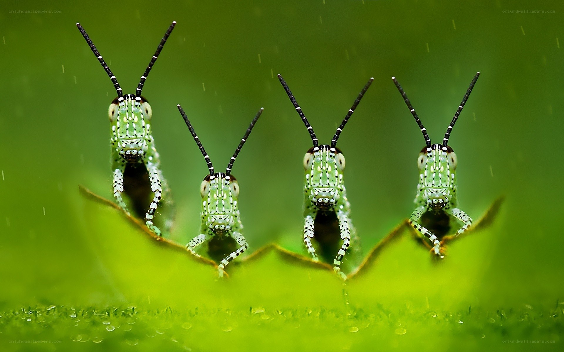 Four green grasshoppers on a leaf