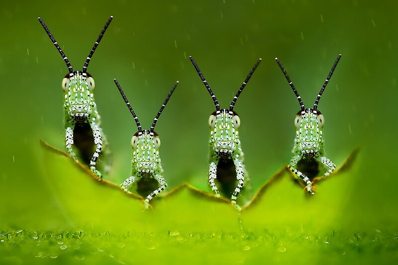 Four Green Grasshoppers