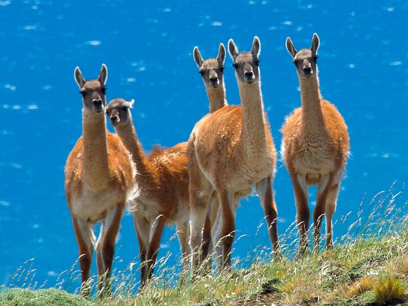 Four Guanacos on Cliff