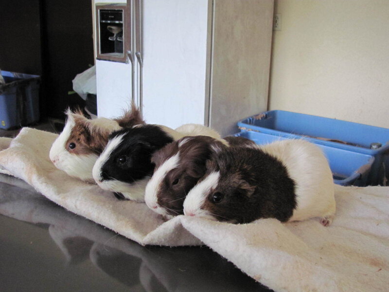 four guinea pigs on a blanket