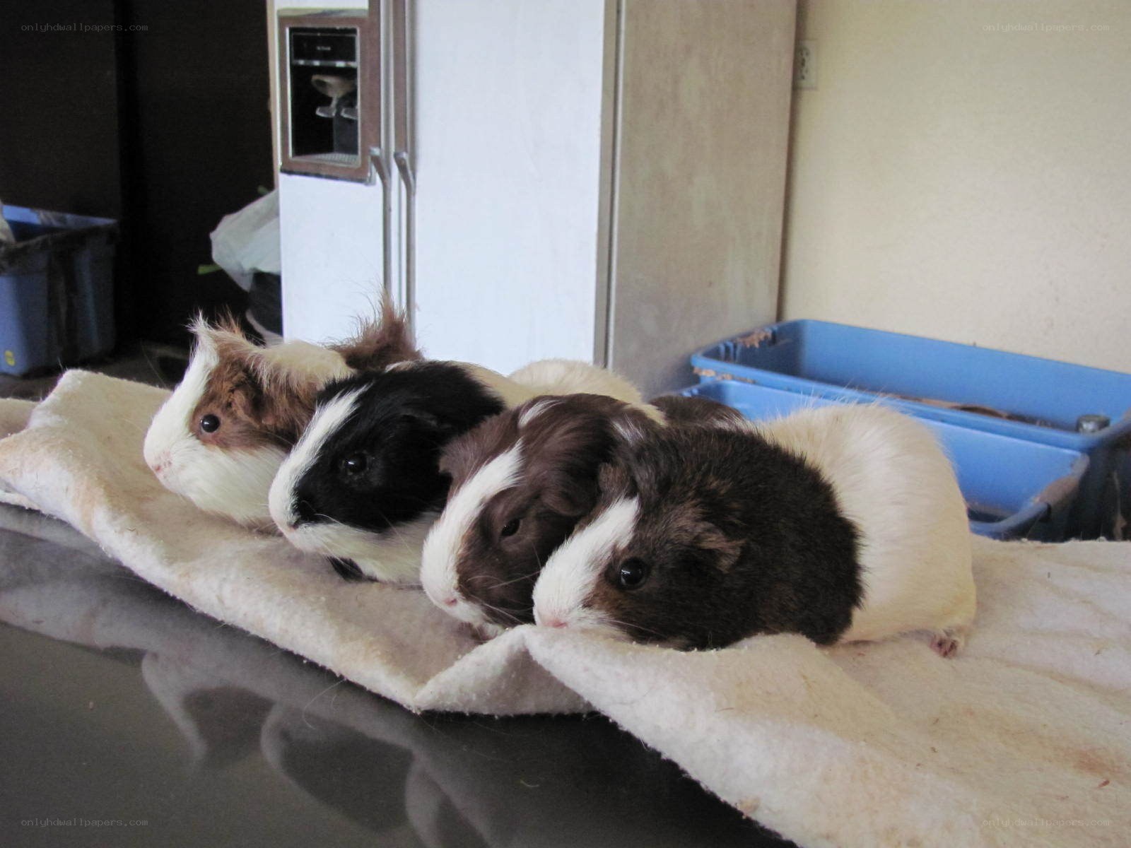 four guinea pigs on a blanket