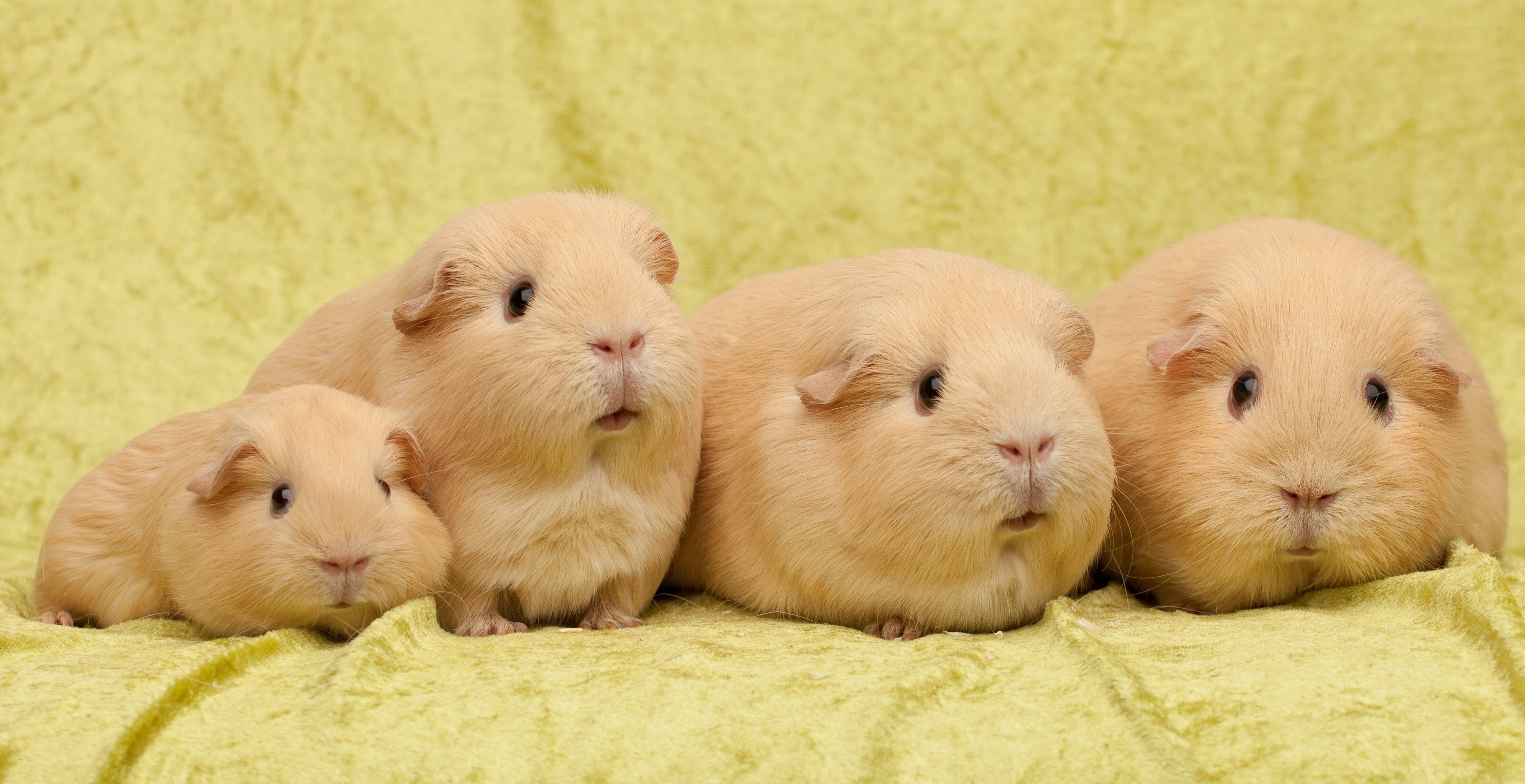 four guinea pigs on a blanket