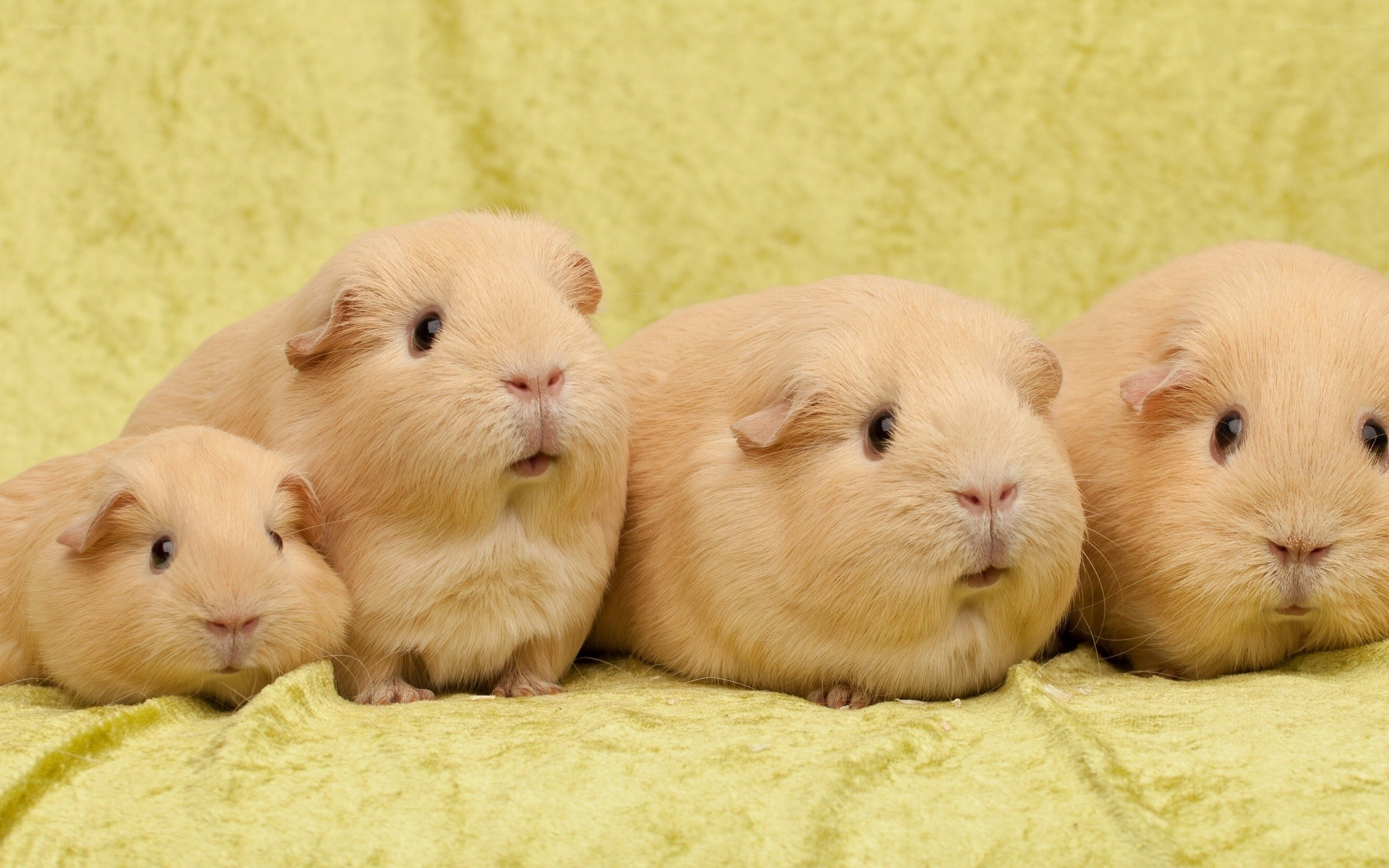 four guinea pigs on green blanket