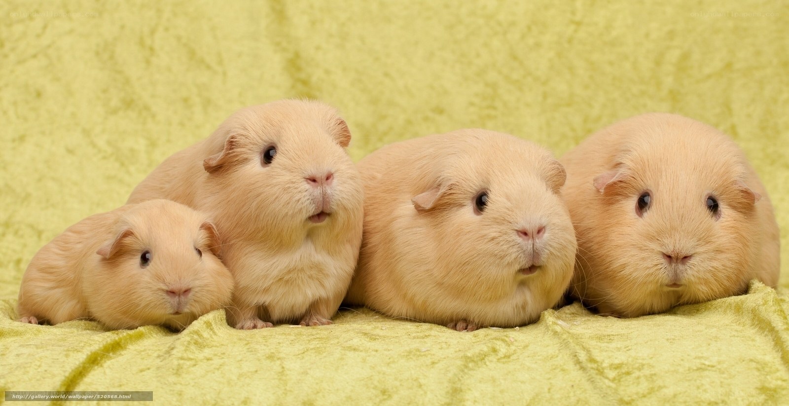 four guinea pigs on green cloth