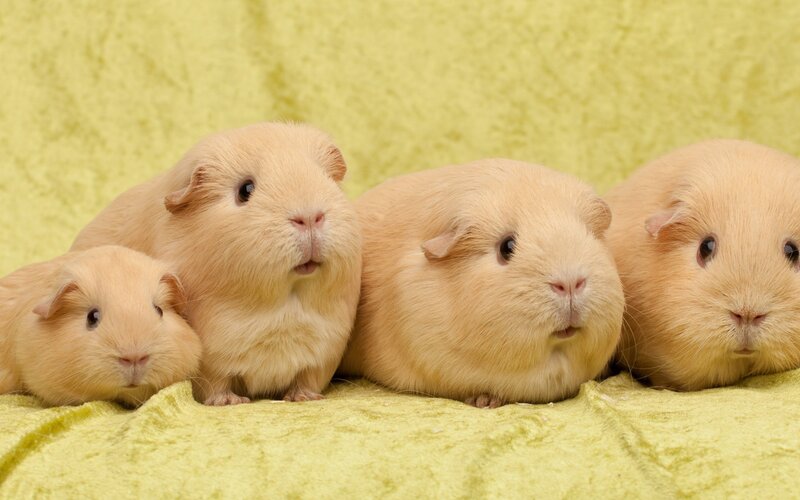 Four Guinea Pigs — Yellow, Calm