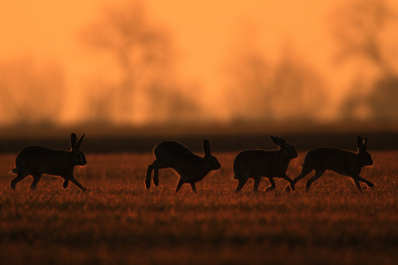 Four Hares Running