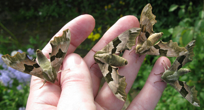 Four Hawk Moths on Hand