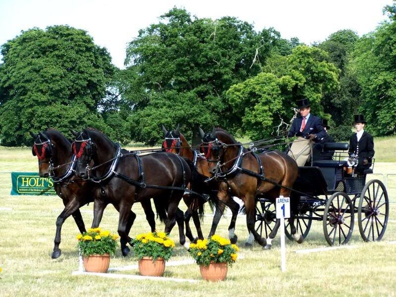 Four-horse Carriage Team