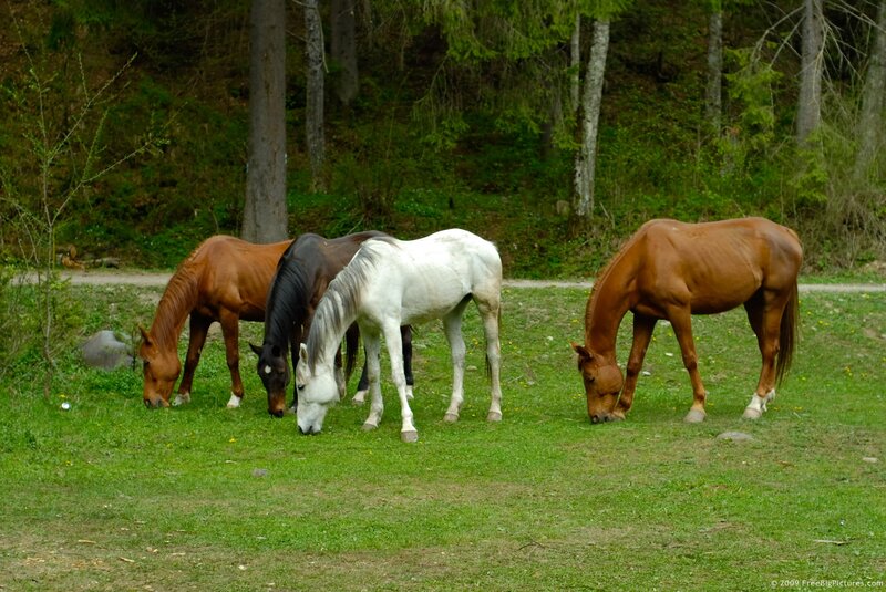 Four Horses Grazing — Green