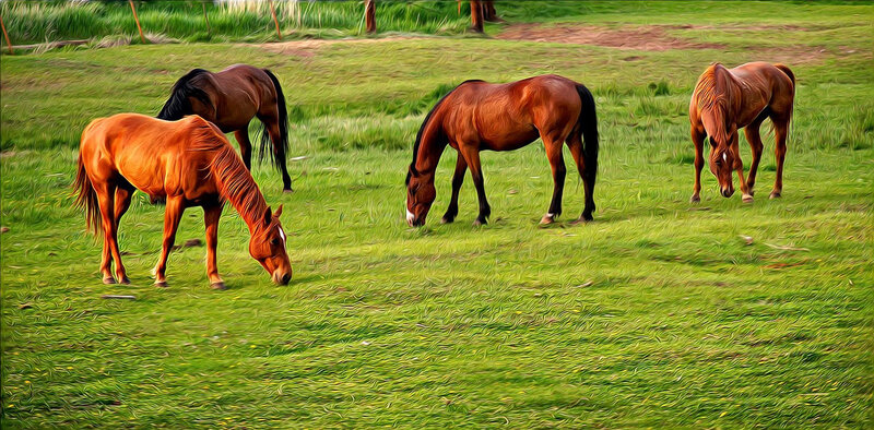 Four Horses Grazing