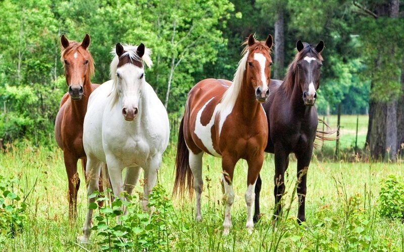 Four Horses in a Field — Green