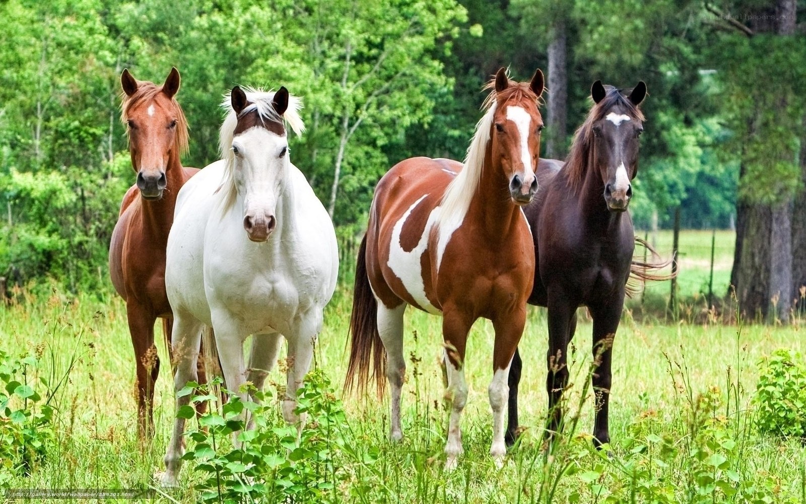four horses in a field