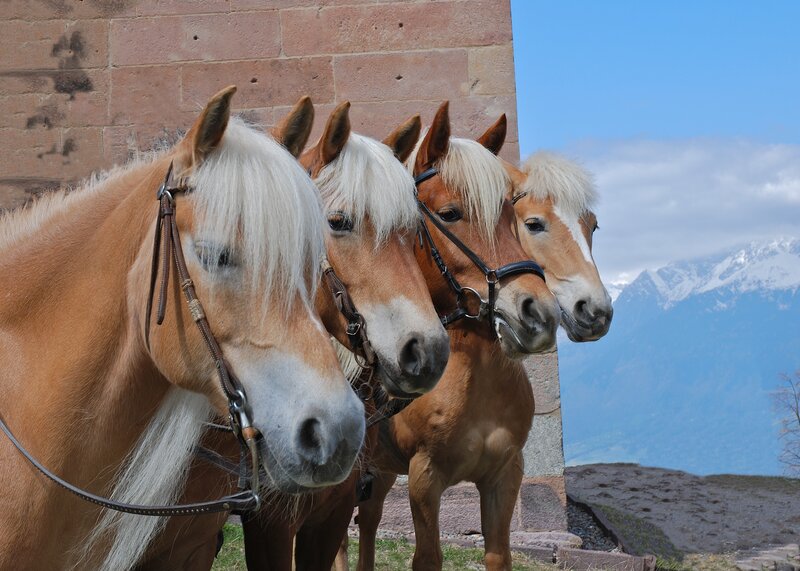 Four Horses in a Row — Brown
