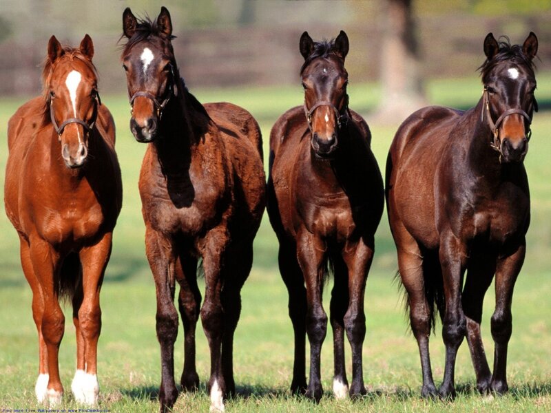 Four Horses in Field — Brown, Calm