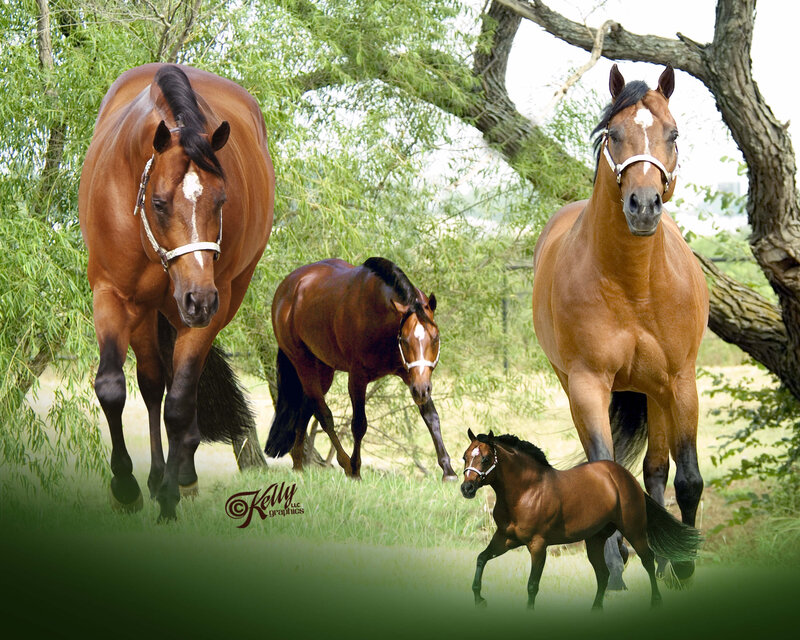 Four Horses in Field — Brown, Serene