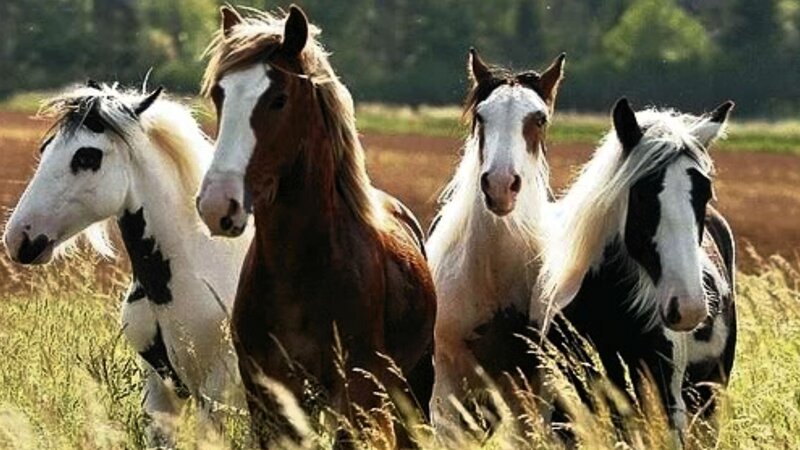 Four Horses in Field — Brown