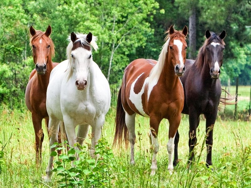 Four Horses in Field — Green, Calm, Afternoon, Photograph, Grass, Trees