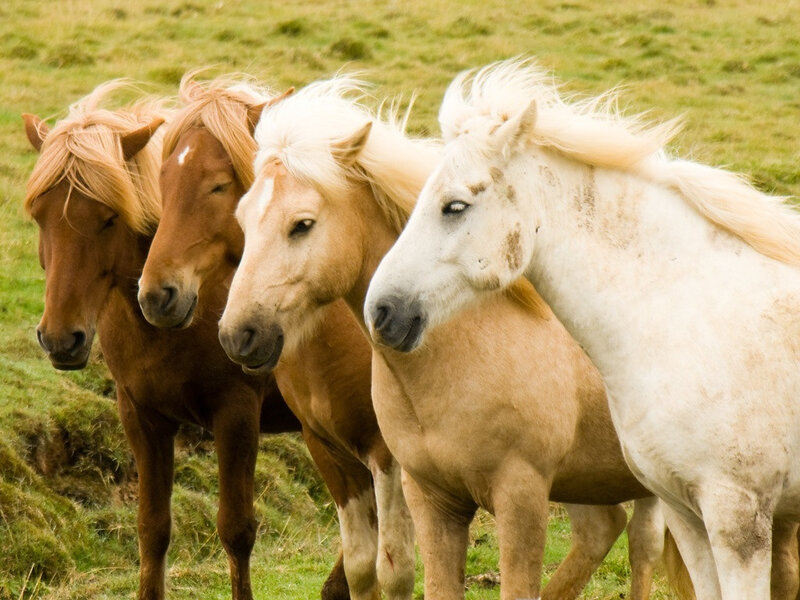 Four Horses in Field — Green, Calm