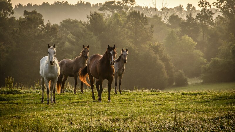 Four Horses in Field — Green, Serene, Morning, Photograph