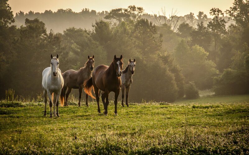Four Horses in Field — Green, Serene