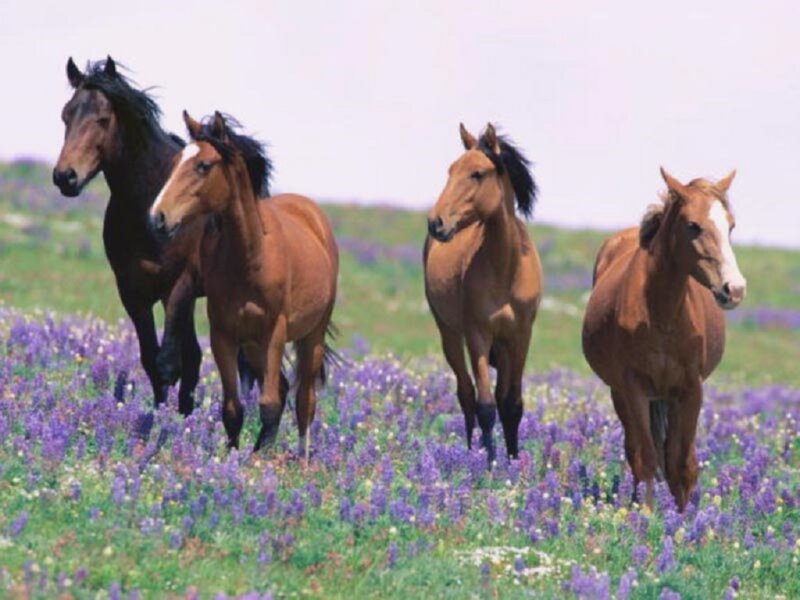 Four Horses in Field — Purple, Serene