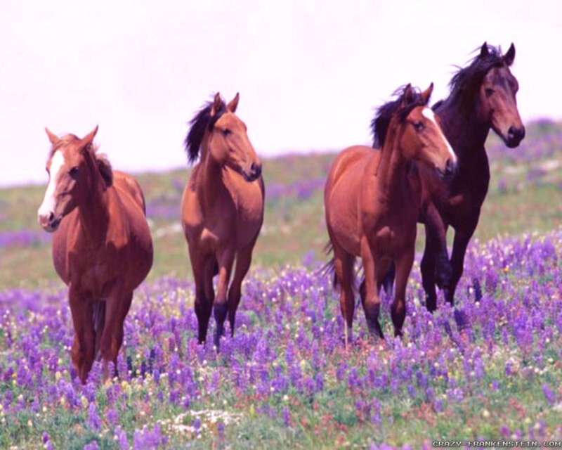 Four Horses in Field — Purple