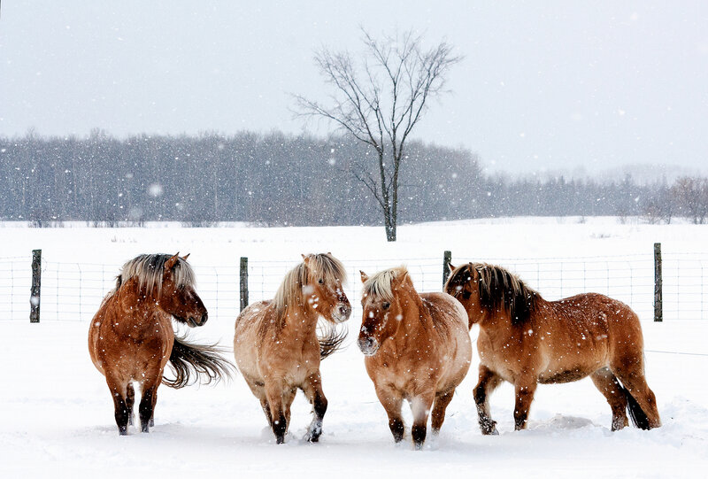 Four Horses in Snow