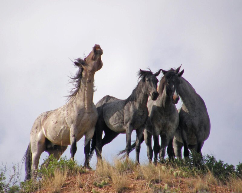 Four Horses on a Hill