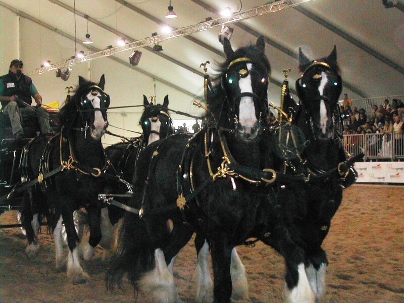 Four horses pulling a carriage