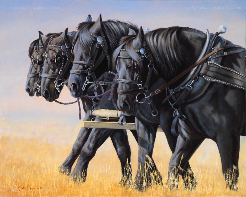 Four horses pulling a plow