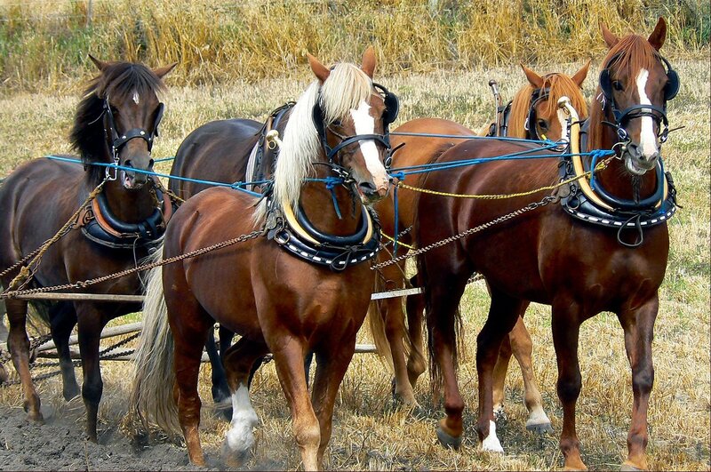Four Horses Pulling Plow