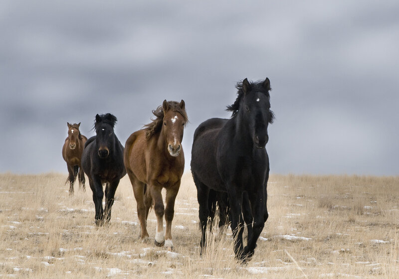 Four Horses Running — Brown, Dramatic
