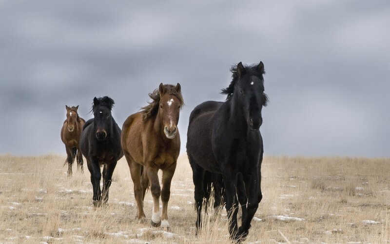 Four Horses Running — Brown, Dramatic, Winter