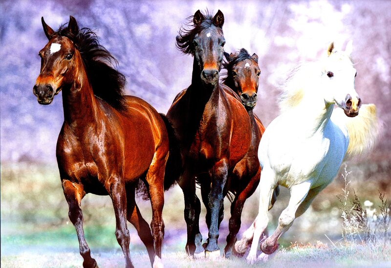 Four Horses Running — Brown, Dynamic, Photograph