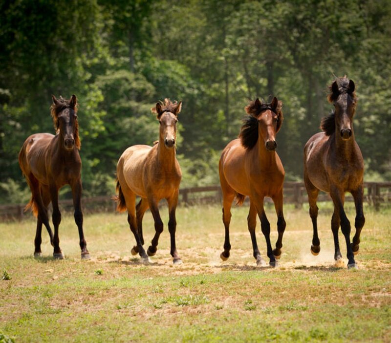 Four Horses Running — Brown