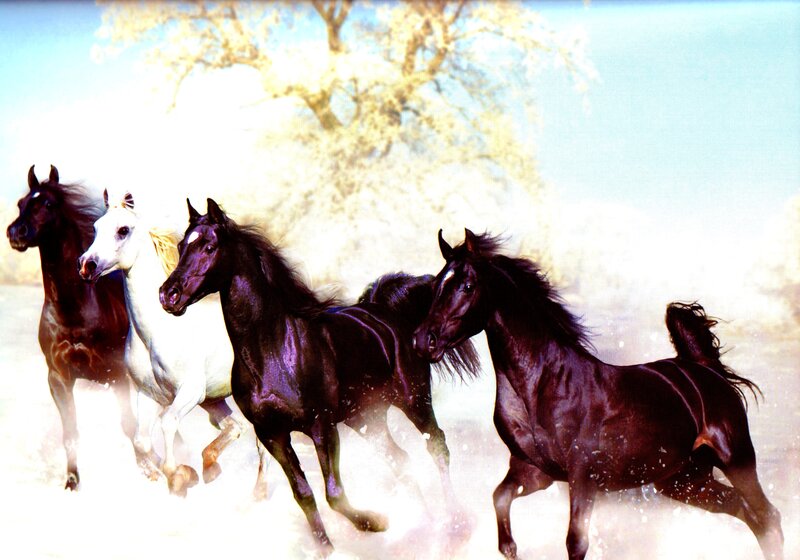 Four Horses Running — White