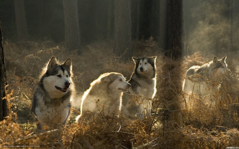 Four Husky Dogs in Forest — Brown, Serene, Morning, Photograph